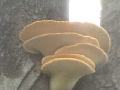 foto funghi 2 - Polyporus squamosus